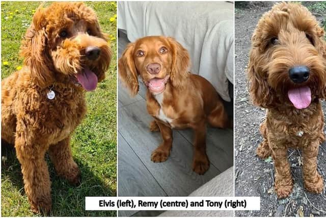 Three dogs were stolen, two Cockapoos named Elvis and Tony, and a Cocker Spaniel named Remy, from a farm in Derbyshire last week.