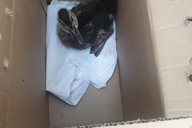 The injured duck named Bizkit was taken to Chapel House Vets in Chesterfield. Photo credit: Chapel House Vets.