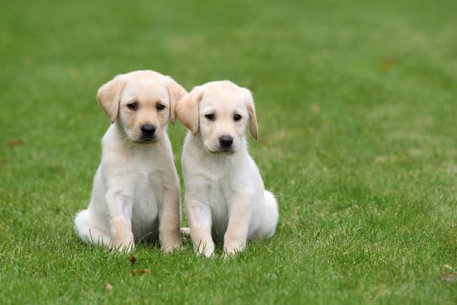 Two guide dog puppies