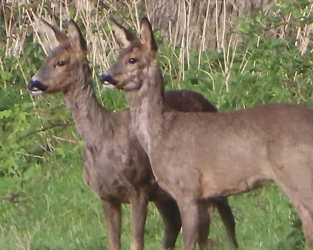 ​A striking photo from regular contributor David Hodgkinson shows these two deer looking majestic.