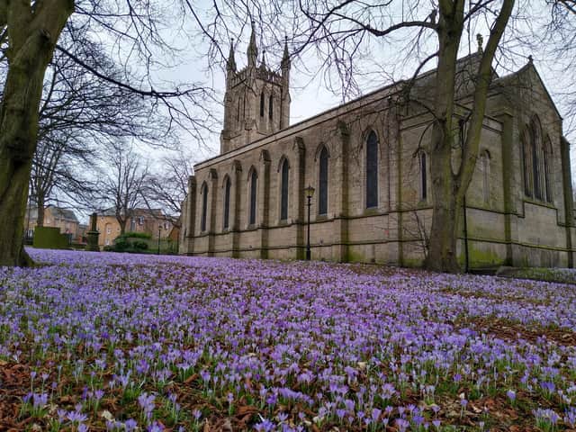 Carpet of crocuses at Holy Trinity Church will be in focus at the festival on Satufday, February 12 (photo: Roger Green).