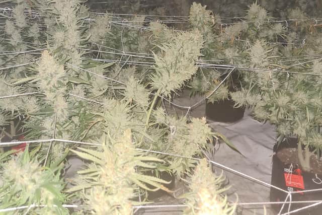 Clay Cross Police Safer Neighbourhood Team released this picture of the cannabis grow.