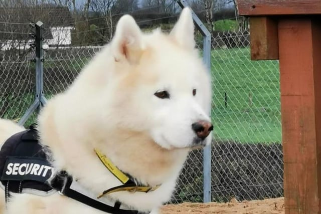 Alaskan Malamute Kai enjoys his walks and exercise; for his size he walks well on a lead. He likes tasty treats and snacks. He is friendly and likes attention but only when he gets to know you and feels comfortable with new people.