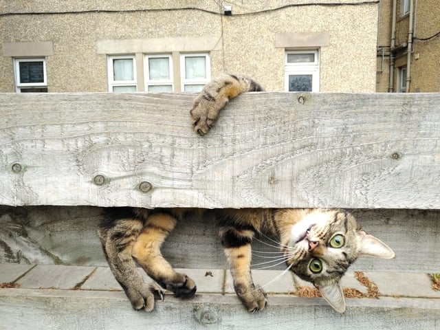 Among the other winners were Edinburgh's Malgorzata Russell, who triumphed in the Cat category with her photo of Basil peeking under a fence.