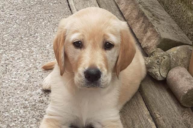 Guide dog puppy Biscuit