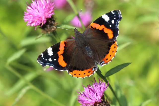 Red Admiral is likely to be seen on buddleias (photo: Butterfly Conservation/Mark Searle)