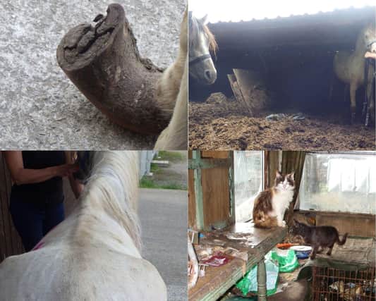 The RSPCA has released images of the "dreadful conditions" horses and cats were kept in at Judy Shaw and Peter Hardy's paddocks