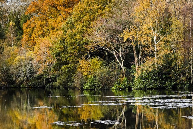 Mesmerisingly beautiful Autumnal image of trees reflected in the lake at Staunton Country Park Havant.