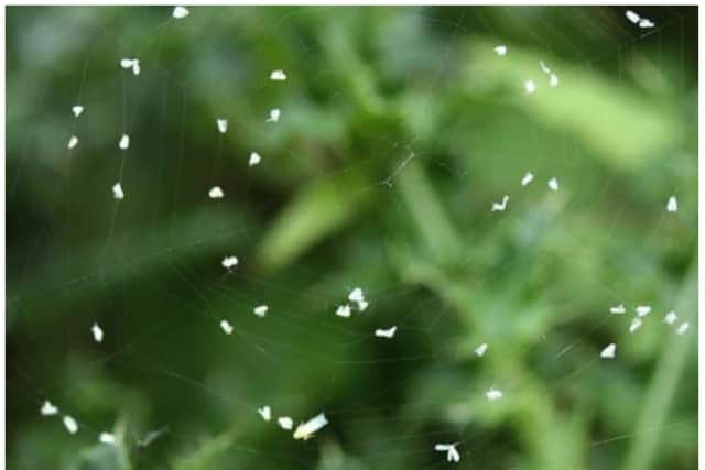 Clouds of the tiny white flies have been spotted in Derbyshire