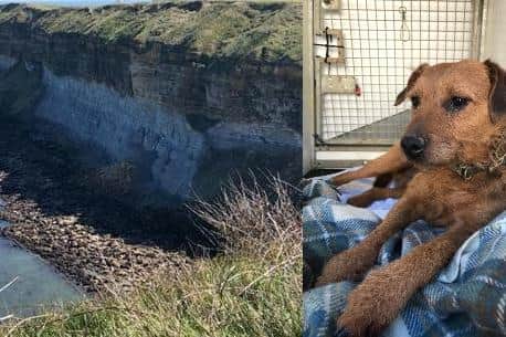Chesterfield dog Frank and the cliff he fell down in Cayton Bay, North Yorkshire. Image: RSPCA