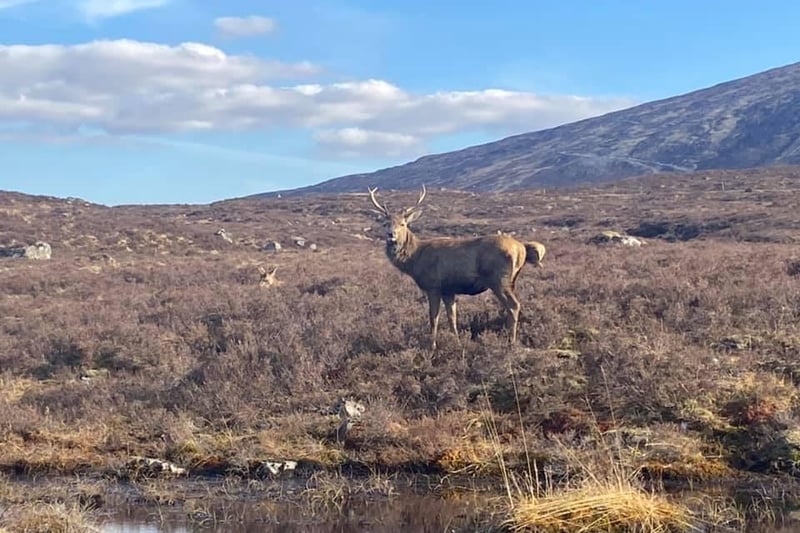 Margaret Boyle took this picture of a majestic stag in Glencoe.