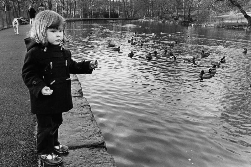 Three-year-old Jennie Dibb of Harefield Road, Hunters Bar, feeds the ducks at Endcliffe Park pond in December 1974