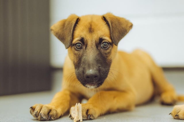 Fergus is a nine-week-old Belgian Malinois cross who is daft, clever and as cute as they come. He adores people, he adores toys and he adores food. Doesn't he look adorable?