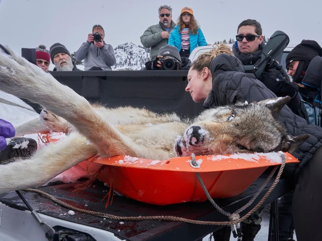 Category 5 – Ecology in Action
Showcasing the practice of ecology in action
Winner: Peter Hudson, Penn State University
Wolf Fascination: My grad student Ellen being watched by fascinated visitors to Yellowstone as she examines one of her study animals, a wolf killed in a fight for dominance. This female was exiled from the Junction Butte pack after she had killed the pups of the alpha female, her own sister.