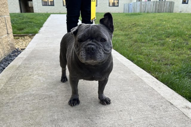 Bella is a six-year-old French bulldog who can be anxious around new people but once she's comfortable with them she is super friendly and lots of fun. She is house trained and happy to be left alone. Ideally, she requires a quiet home with an experienced owner. Bella has an ongoing medical condition.