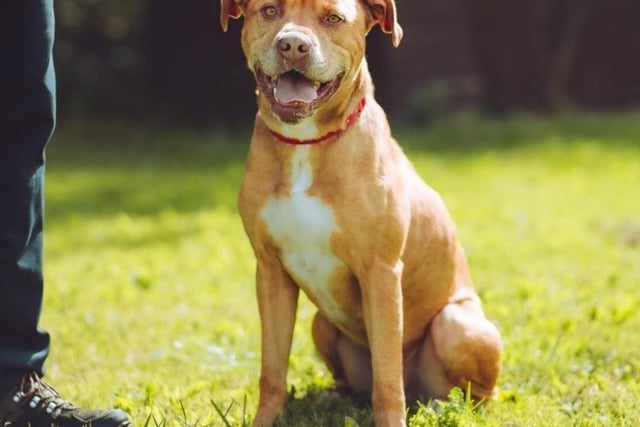 Stanley is a seven-year-old cross breed who is friendly, loves cuddles and going for walks.  He would benefit from basic training. Stanley would prefer to live in an adult only household and be the only animal in the home.