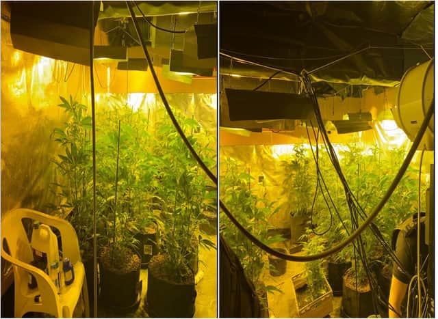 The cannabis plants were uncovered at a property in Eckington last year