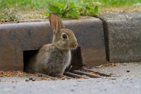 Wild rabbits are in decline with only a third of the number recorded 20 years ago noted in 2022 (photo:Wild About Images/Paul Bunyard)