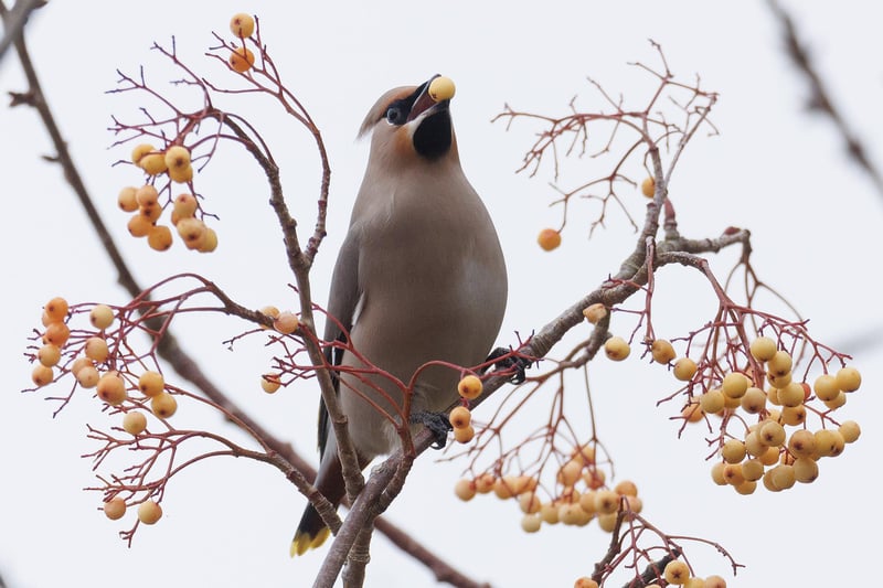 The waxwing is described as a "plump bird" which is slightly smaller than a starling.
It is known for its prominent crest and does not breed in the UK but is a winter visitor.