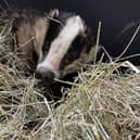 The badger, who travelled 20 miles through Derbyshire and Notts, is now recovering from his ordeal. Image: RSPCA.