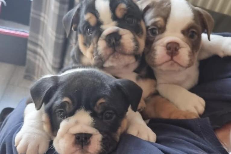 Bulldogs, Dottie, Bear and Bertie, all now 14 and a half weeks old and settling into their new homes. Sent in by Julie Ellis.