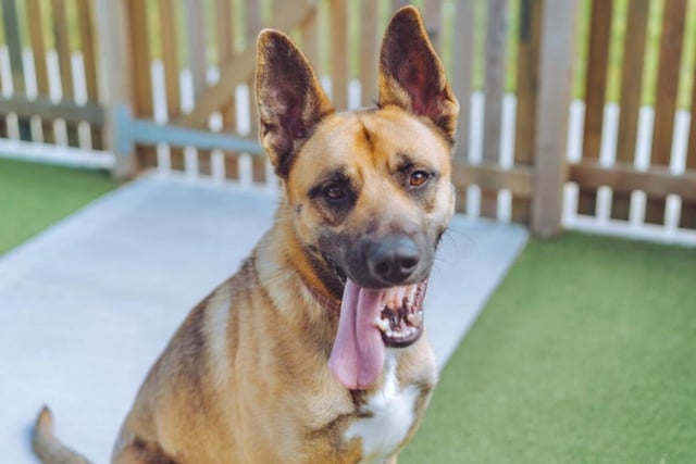 Zeus is certainly a dog sent from the gods! He's very intelligent and active - therefore, he'll need an energetic owner to keep up with him. He'd be best suited to an adult-only household with people who've owned dogs previously.