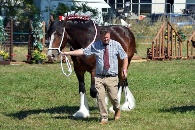 A contestant in the light horse class is judged.