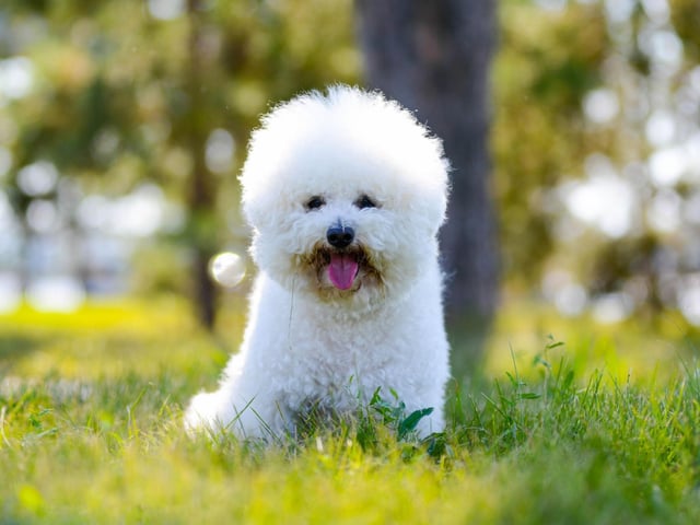 The cute and mischevious Bichon Frise may look incredibly fluffy, but its curls are very low-shedding.