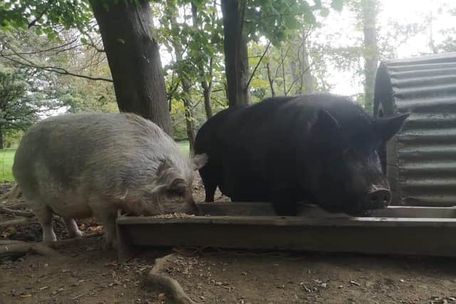 The two five-year-old pigs were due to go to a slaughterhouse