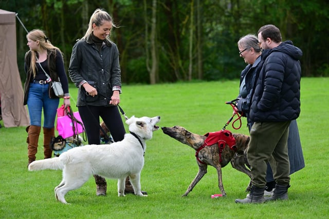 The festival was a chance for dogs - and their owners - to meet friends old and new