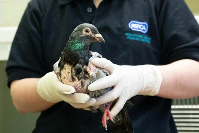 One of the pigeons before they were treated at RSPCA Mallydams Wood