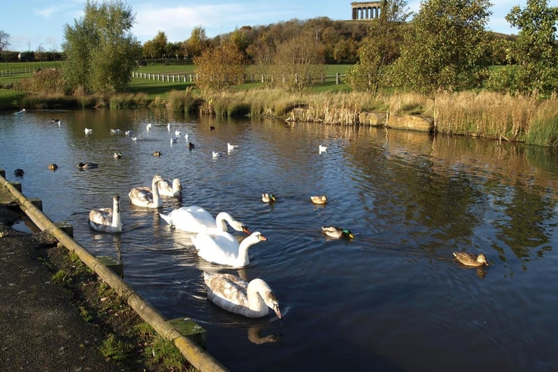 Swans can be spotted on the lake at Herrington Country Park. A total of 3.3K Herrington Country Park hash tags were recorded on Instagram.
