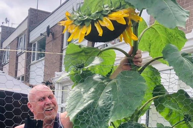 This sunflower looks like it could be a giant shower head. Submitted by Kylie Ave