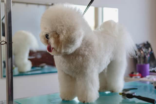 Make sure your dog looks its best by getting it groomed professionally.