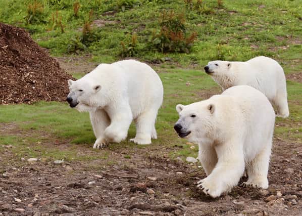 Last week a mother polar bear named Hope and her two sons, Nanook and Noori moved into Peak Wildlife Park. Pic submit