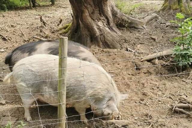 YHA have confirmed the two pigs will not be killed.