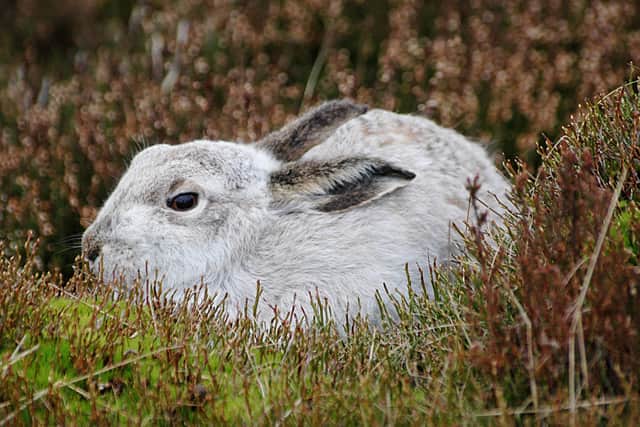 A Mountain Hare in the Peak District