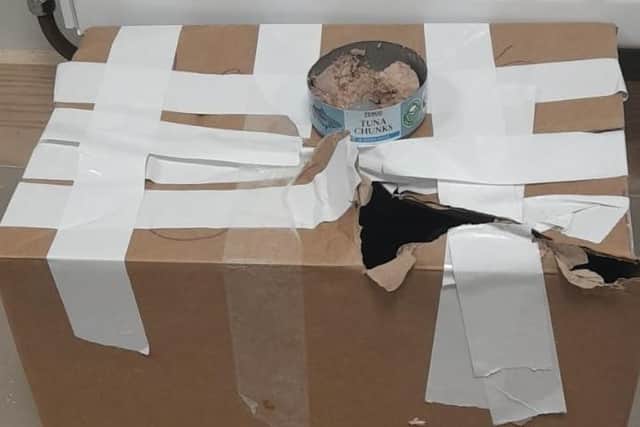 Staff arrived at the Animal Centre to find a taped up box at their gates with an opened tin of tuna inside and a hole where they assume a cat has broken its way out.