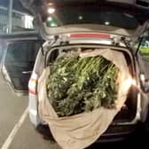 Around 100 cropped cannabis plants were subsequently found packed into bags at the back of the car, along with two axes.