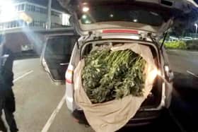 Around 100 cropped cannabis plants were subsequently found packed into bags at the back of the car, along with two axes.