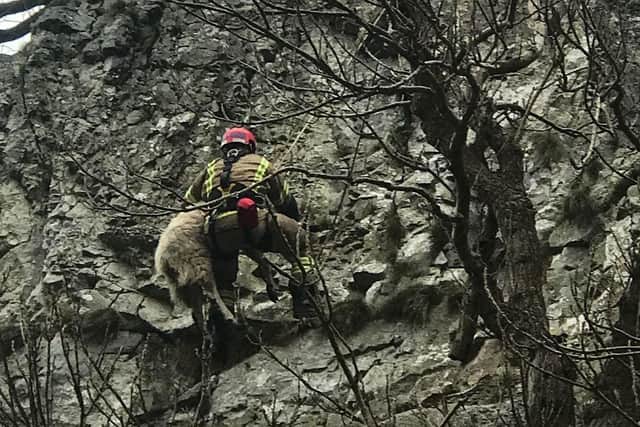 This sheep had a lucky escape and was rescued from a steep cliff edge