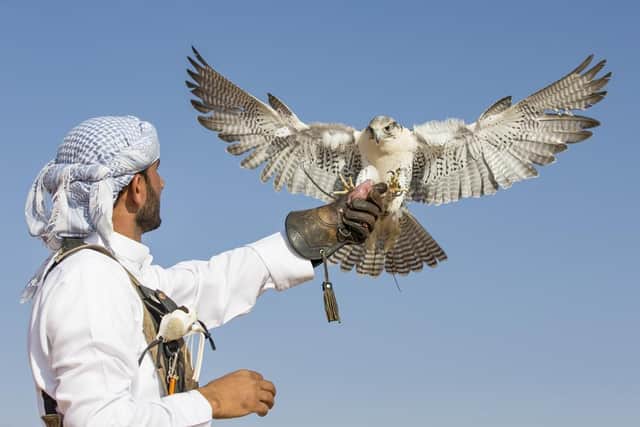 The centre aims to export falcons to the Middle East, where falconry is incredibly popular. Here a peregrine falcon lands on a falconer's arm in Dubai.