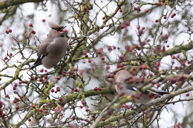 The ‘irruption’ of waxwings has been attracting hundreds of admirers to the county as the beautiful birds have arrived in larger than usual numbers in the UK in search of their favourite food - berries.
All Rights Reserved: RKP Photography