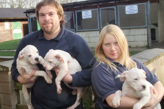 Andreas Stefansson and Rebecca Kennell with American bulldog puppies at Chesterfield RSPCA shelter in 2007.