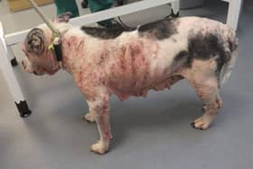 Ten-year-old Missy was left with sores and bleeding patches across her body but has since gone on to make a good recovery after she was cared for and rehomed by the RSPCA Chesterfield and North Derbyshire branch.