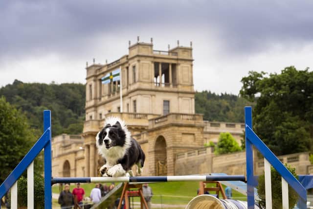 Dog racing will be among the spectacles at the country fair (photo: shoot360.co.uk)