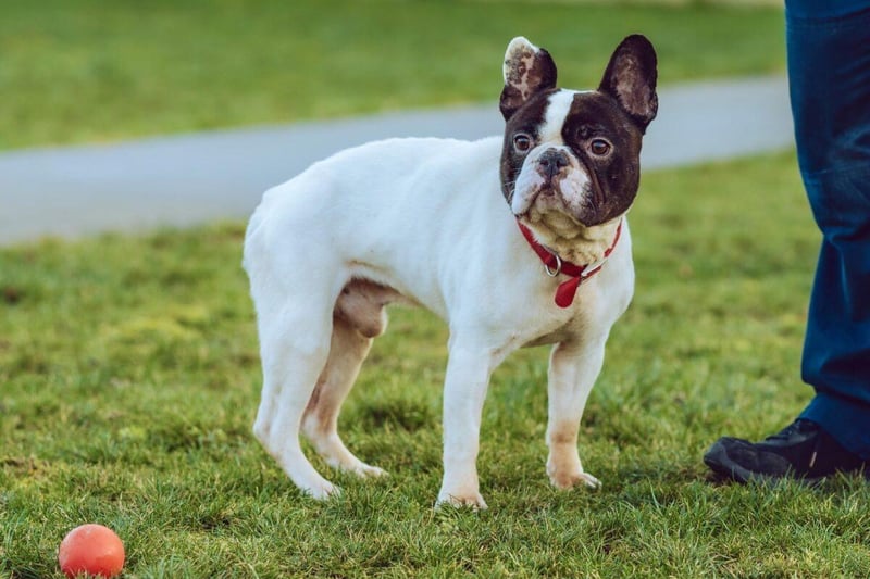 Stanley is a seven-year-old male French bulldog who is as bright as a button, loves being cuddled and possesses the affectionate and tender qualities of his breed.
