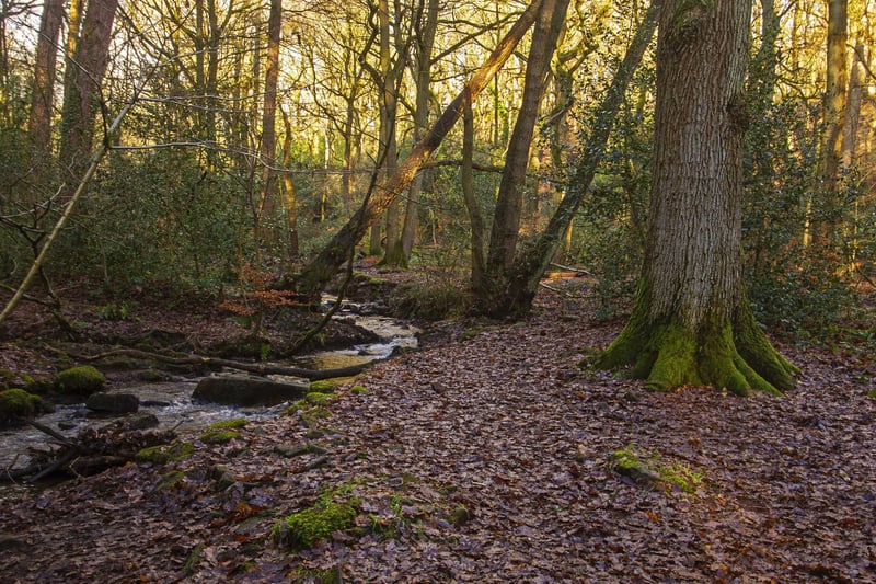 The beautiful Ecclesall Woods cover approximately 350 acres, and are the perfect location for a spring walk with friends and loved ones