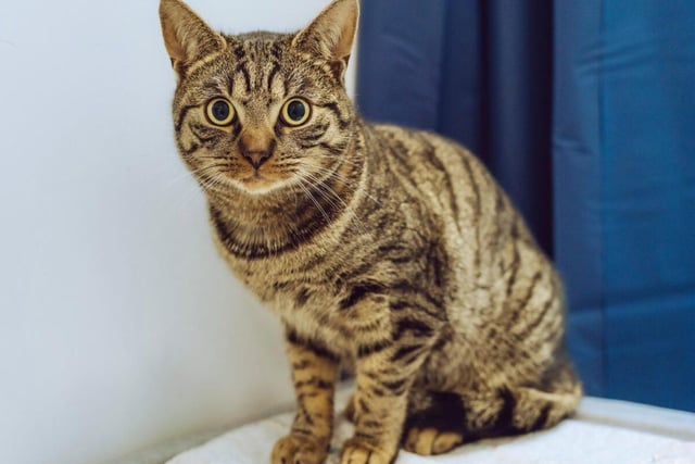 Fawkes is a one-year-old male who loves nothing more than snuggling and cuddling. He is described as "phenomenal" by his carers at Chesterfield RSPCA centre.