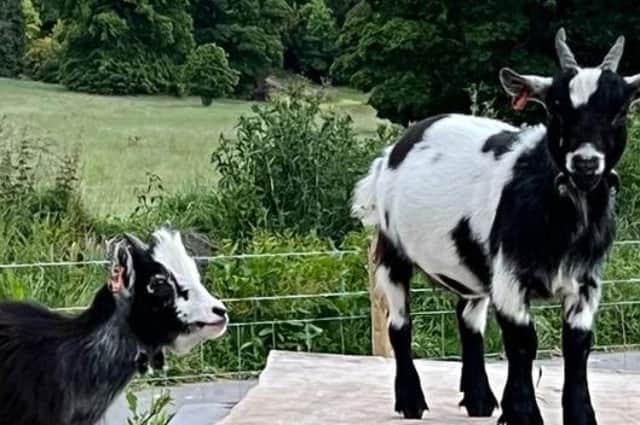 Pet a pygmy goat at Thornbridge estate, Great Longstone, Bakewell.